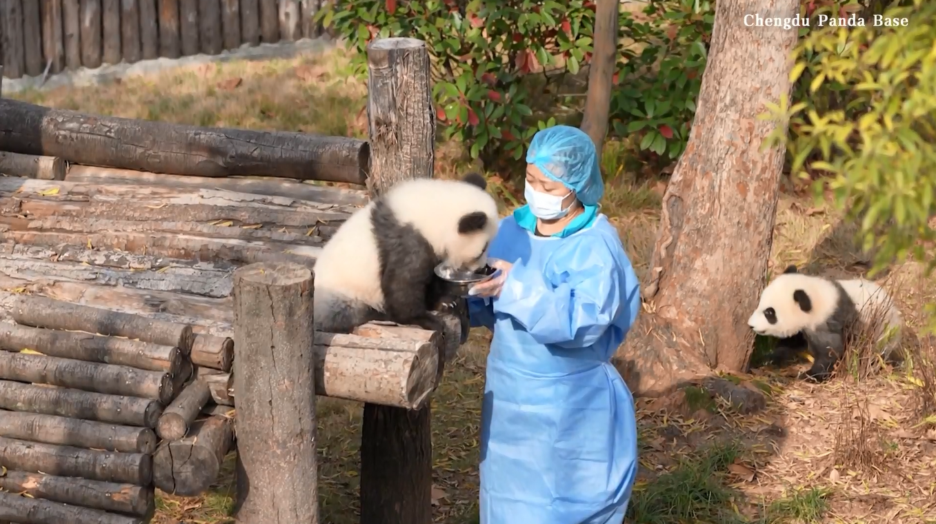 Momen Mengharukan Bayi Panda yang Baru Lahir Bermain dengan Pengasuhnya Terekam dalam Video