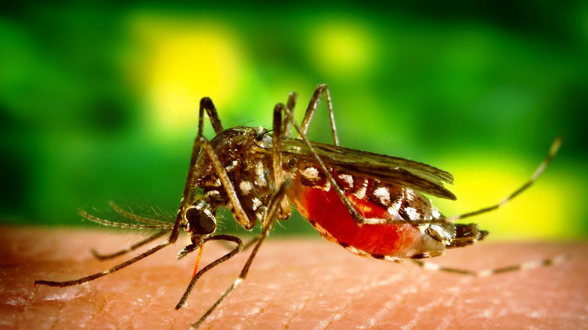 Wolbachia juga telah ditemukan di dalam tubuh nyamuk aedes albopictus secara alami Selain itu wolbachia mempunyai sifat simbion atau tidak berdampak negatif pada inangnya