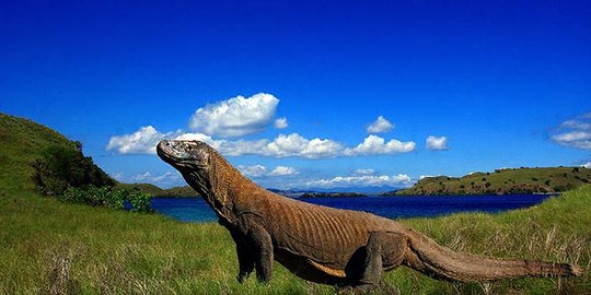 Selain bertujuan untuk memulihkan destinasi wisata dan menjaga kelestarian habitat Komodo