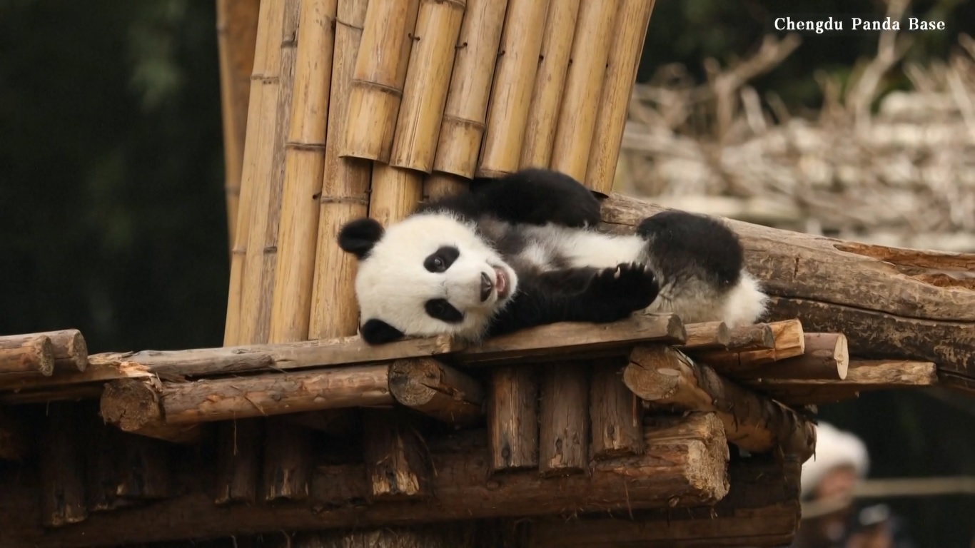 Video tersebut diambil di Pusat Penelitian Penangkaran Panda Raksasa Chengdu di Provinsi Sichuan