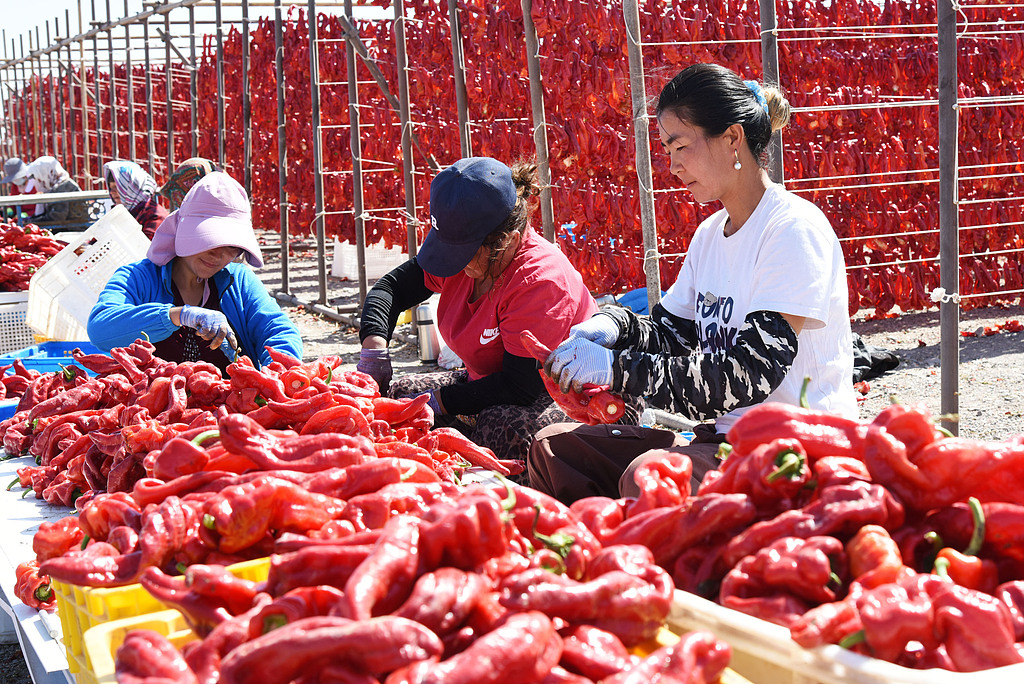 Panen Cabai Mewarnai 'Karpet Merah' di Gurun Gobi Xinjiang