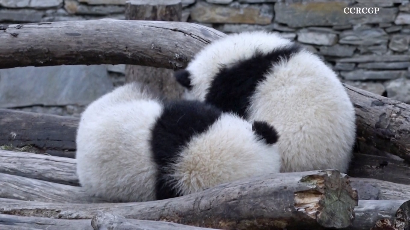 Panda kembar tersebut menunjukkan ikatan erat saat kamera menangkap mereka sedang berpelukan dan bergelayutan