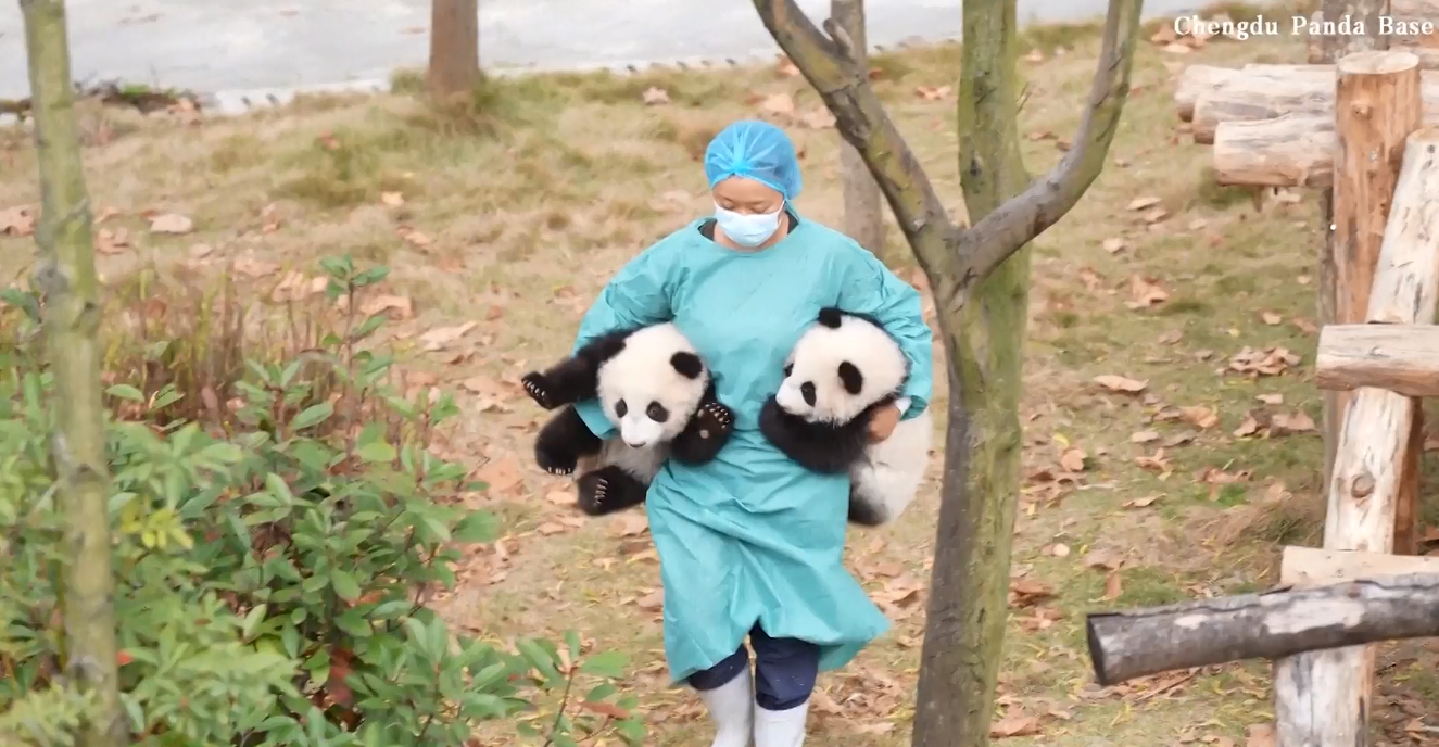 Lucunya Pengasuh Ini Bawa Anak-anak Panda dengan Kedua Lengannya