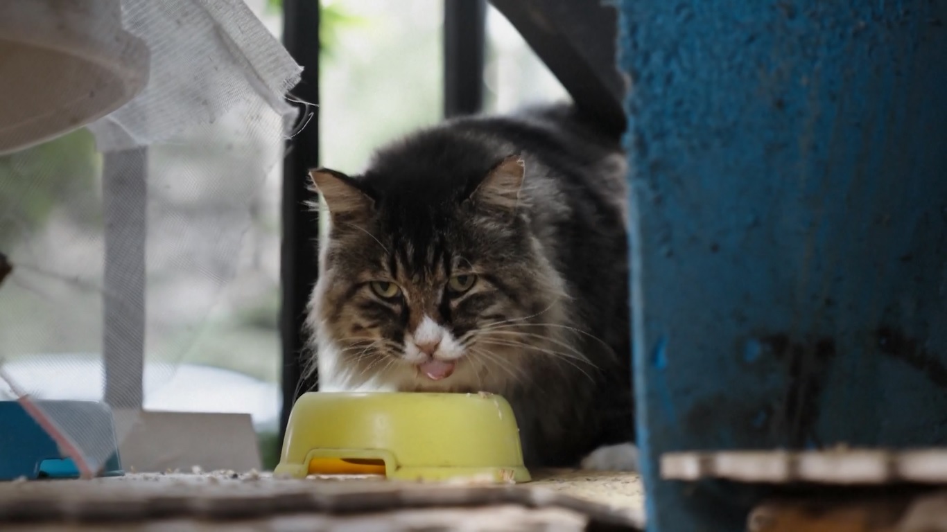 Perubahan drastis yang dialami kucing tersebut merupakan hasil dari upaya bersama warga setempat yang menghubungi hotline 12345 Beijing