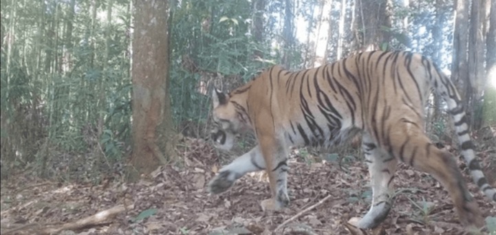 Kamera Trap Ungkap Keberadaan 42 Individu Harimau Sumatera di Bengkulu