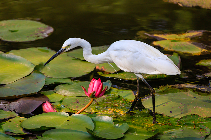 Sebagai salah satu taman kota yang paling populer Taman Daguan mencakup area luas yang berbatasan dengan Danau Dianchi dan memiliki banyak taman paviliun dan bangunan yang memamerkan gaya dan desain arsitektur Tiongkok kuno