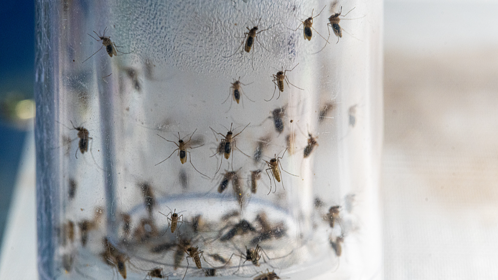 Ilmuwan Tiongkok Kembangkan Sistem Pengawasan Pintar untuk Kendalikan Penyakit yang Ditularkan Nyamuk