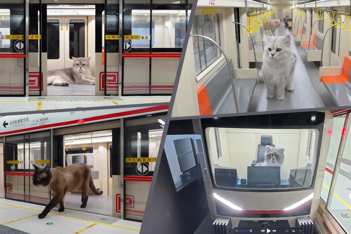 'Bukan AI': Influencer Tiongkok butuh 4 bulan untuk membangun kucing mini di bawah tanah; videonya ditonton 100 juta kali