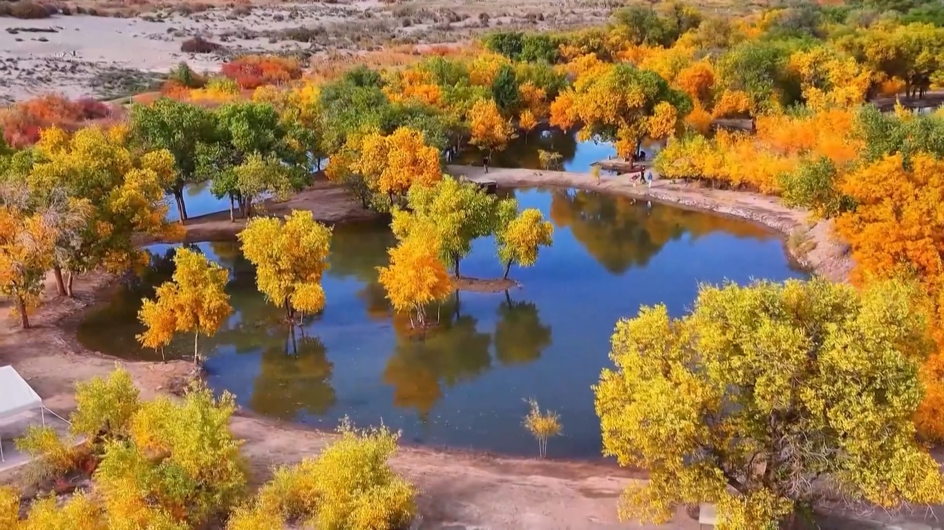 Hutan Poplar Gurun di Gansu Mewarnai Daratan Luas Menjadi Keemasan