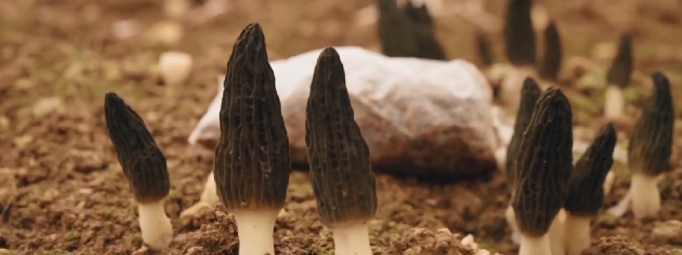 Permintaan atas jamur yang bisa dimakan tersebut terus melonjak di benua biru