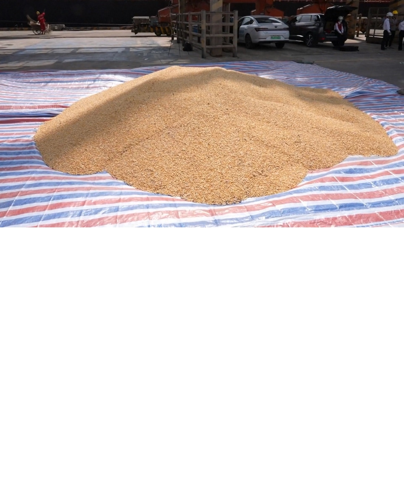 Jagung adalah tanaman paling berharga di Afrika Selatan