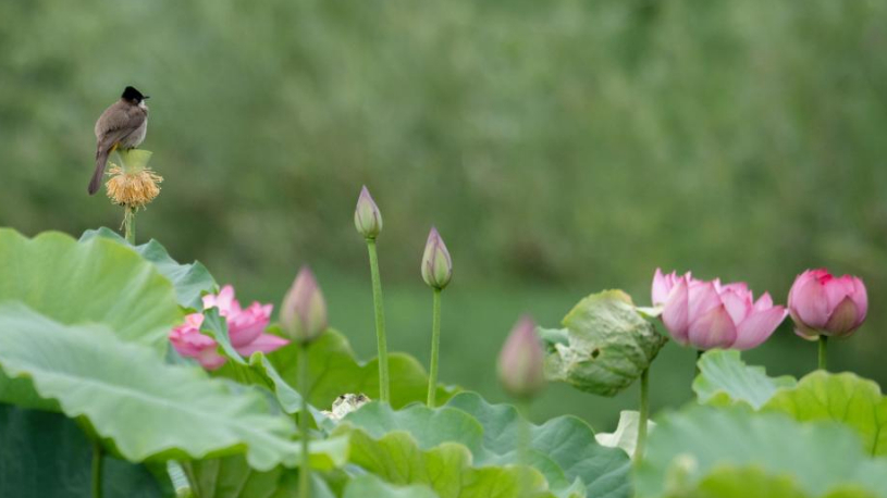 Bunga Teratai Mekar di Musim Panas di Seluruh Tiongkok