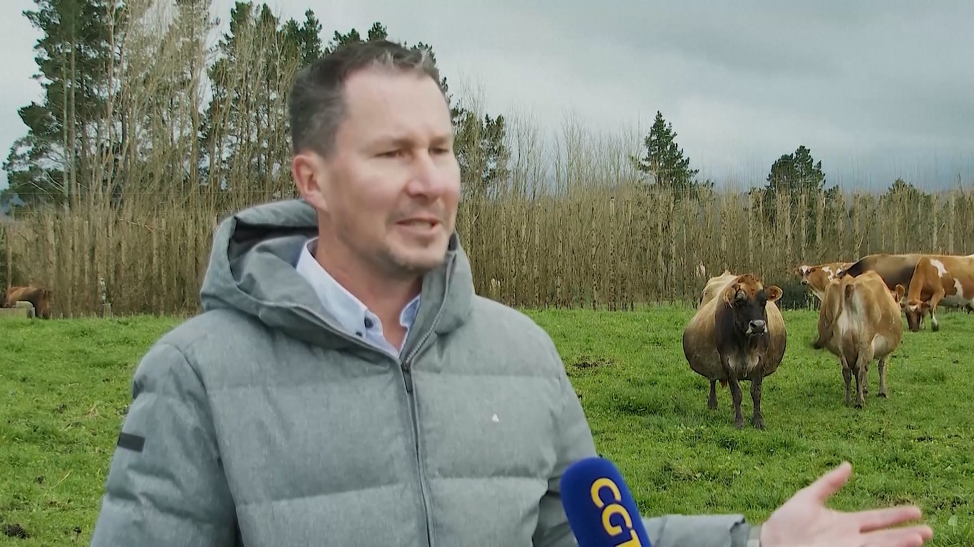 Sekitar 40 persen dari susu yang diproduksi oleh enam juta sapi perah Selandia Baru diekspor ke Tiongkok dalam berbagai produk mulai dari susu formula hingga keju dan bahkan krim kocok