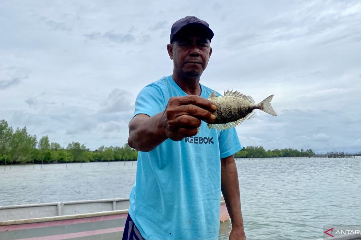 Tingginya permintaan ini tidak lepas dari tradisi masyarakat Tionghoa yang kerap menyajikan ikan dingkis dalam perayaan
