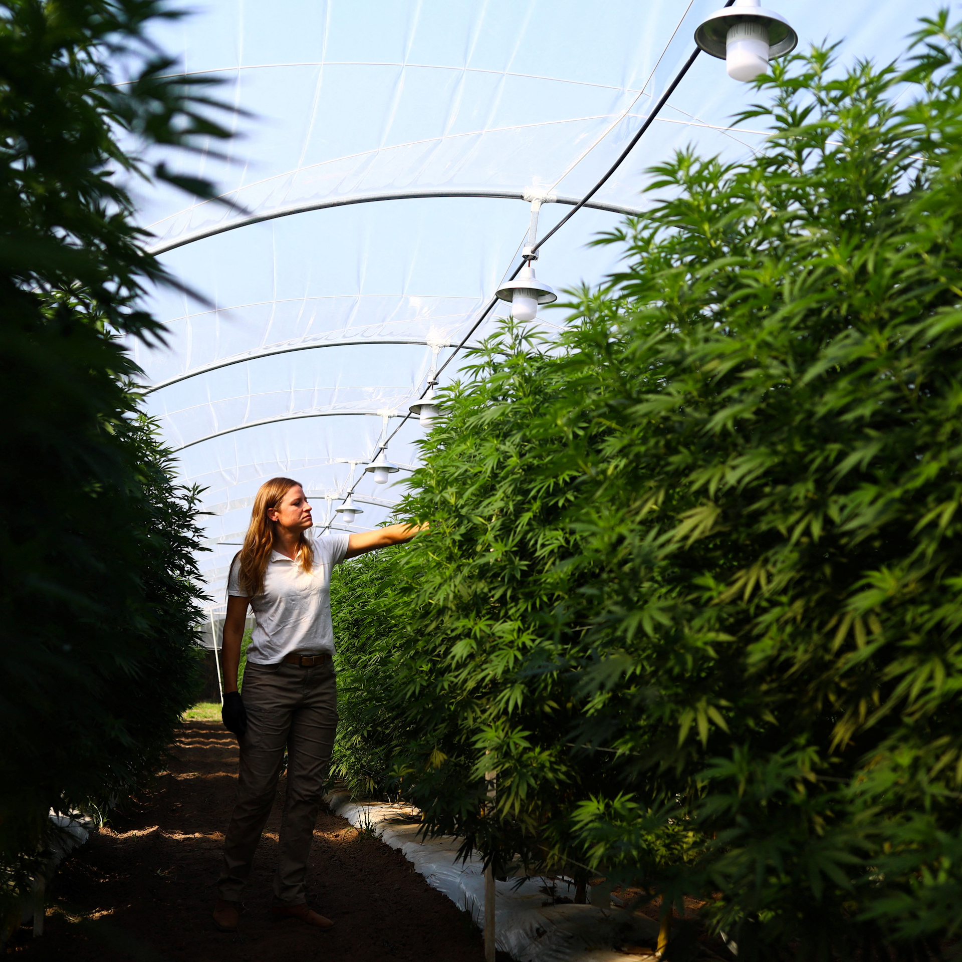 Mereka telah memerintahkan perusahaan asuransi untuk menanggung resep obat berbasis ganja