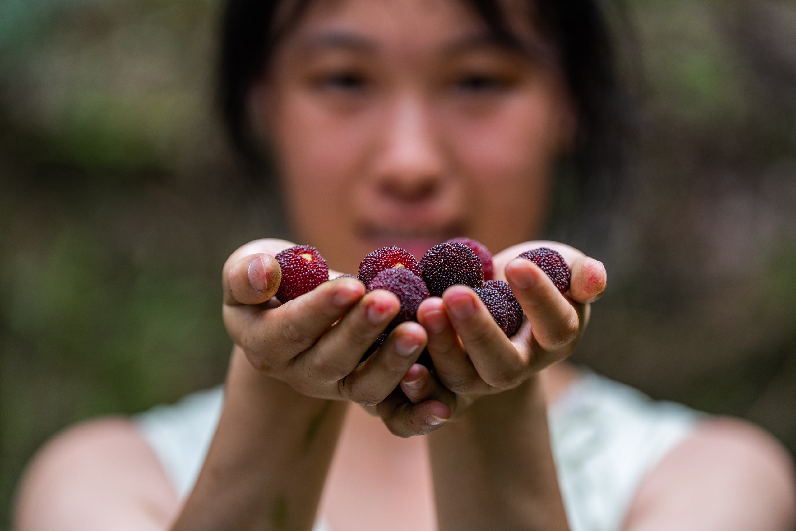 menikmati Bayberry Guizhou, Buah Musim Panas yang Nikmat
