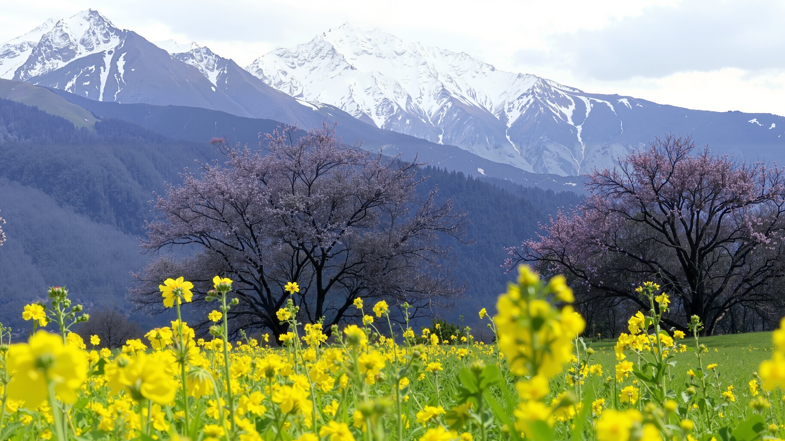 Musim semi di Nyingchi bunga persik merah muda yang lembut bermekaran dengan latar belakang pegunungan megah yang diselimuti salju menciptakan kontras antara kehidupan yang semarak dan puncak-puncak putih yang tenang