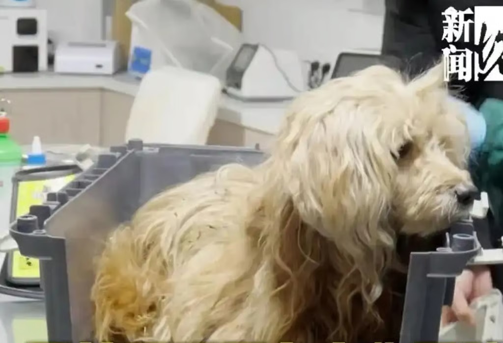 Tidak Menyadari Kematian Pemiliknya, Seekor Anjing diTiongkok Setiap hari Menunggu di Depan Rumah